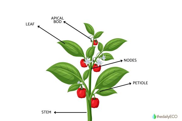 Plant Stem Parts & Their Roles - What is the stem?