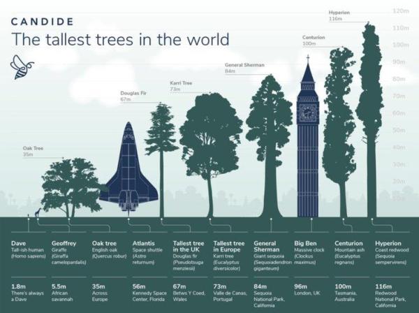 What is the Tallest Tree in the World? - What is the tallest giant tree in the world?