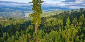 What is the Tallest Tree in the World?