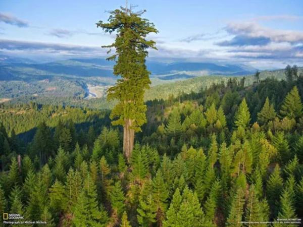 What is the Tallest Tree in the World?