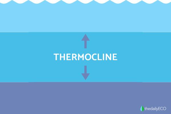 What Is a Thermocline and How Is It Formed? - What is the thermocline?