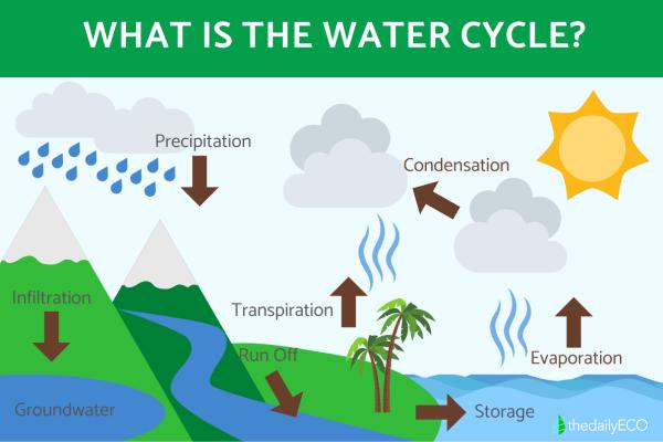 What Is the Water Cycle and Its Importance?