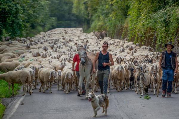 What Are the Benefits of Transhumance? - What is transhumance how does it relate to the environment?