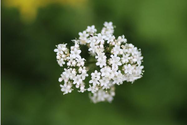 How to Take Valerian Root for Sleep and Anxiety - What is valerian root used for?
