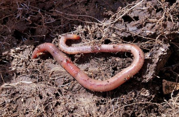 How to Make Worm Castings at Home - What is worm castings?