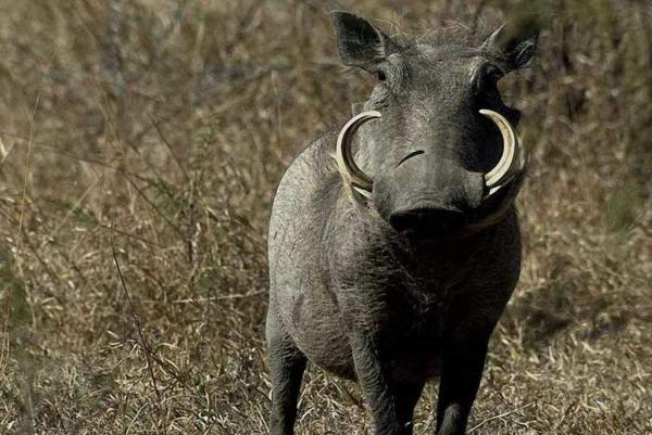 What kind of animals are Timon and Pumbaa? - What kind of animal is Pumbaa from The Lion King?
