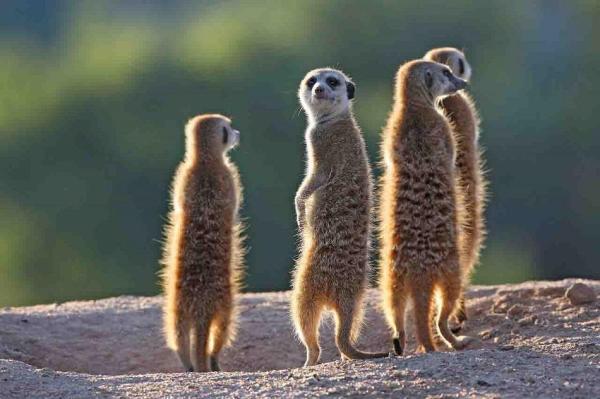 What kind of animals are Timon and Pumbaa? - What kind of animal is Timon from The Lion King?