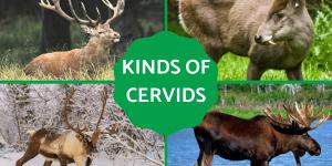 What Kinds of Deer Are in the Family Cervidae?