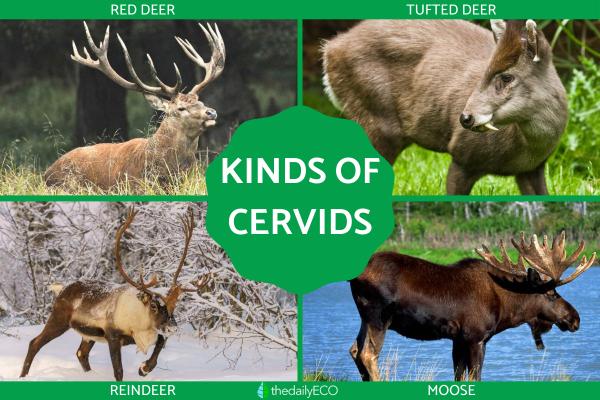 What Kinds of Deer Are in the Family Cervidae?