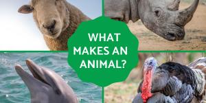 What Makes an Animal?
