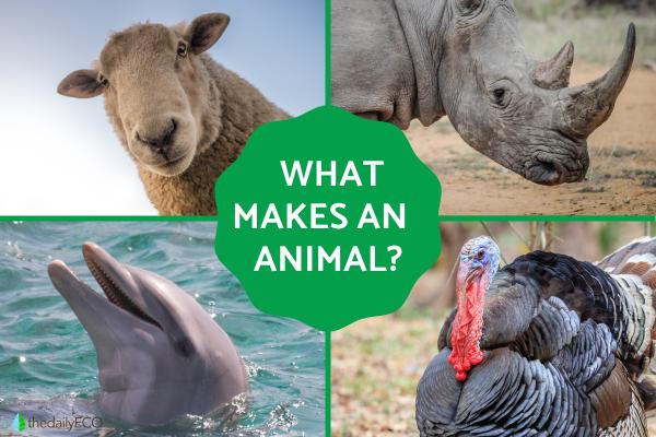 What Makes an Animal?