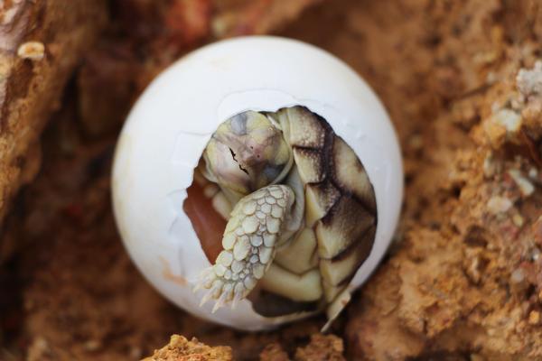 What Makes Life Possible on Earth?