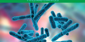 What Organisms Are Classified Into the Archaea Domain?