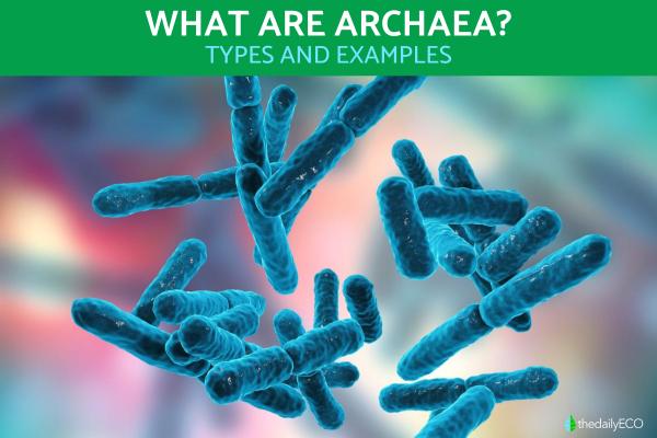 What Organisms Are Classified Into the Archaea Domain?