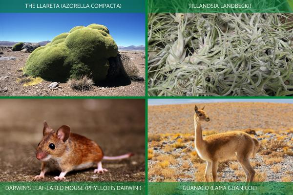 Why Does the Atacama Desert Not Get Rain? - What organisms live in the Atacama Desert?