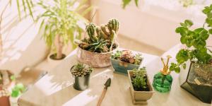 What's the Best Soil for Cacti and Succulents?