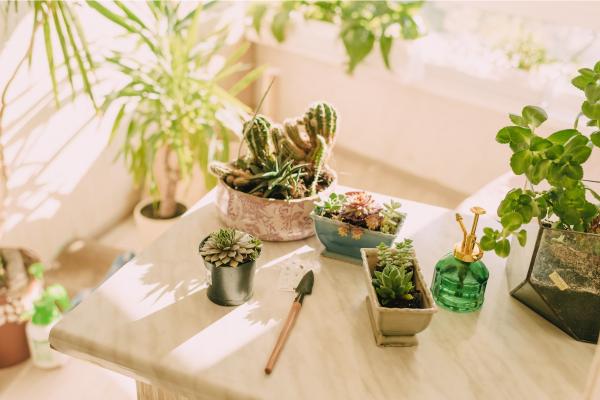What's the Best Soil for Cacti and Succulents?