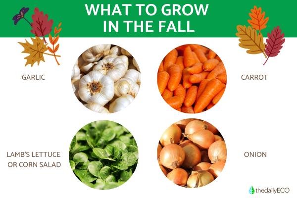 What are the best vegetables and leafy greens to plant in fall? - What to grow in fall?