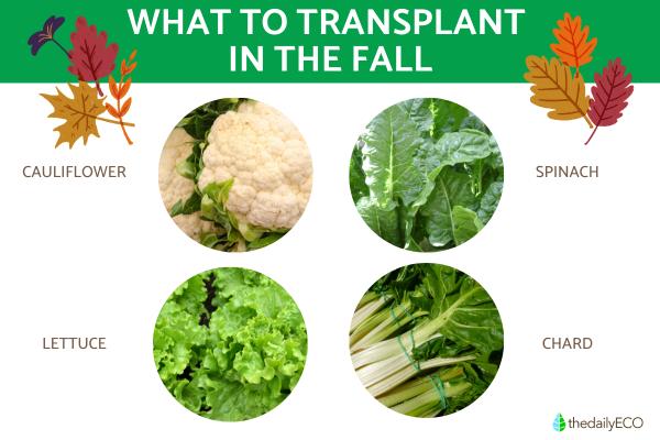 What are the best vegetables and leafy greens to plant in fall? - What to transplant in fall?