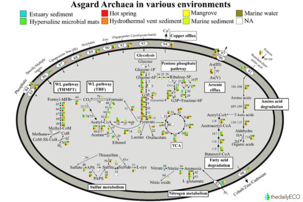 What Organisms Are Classified Into the Archaea Domain? - What types of organisms are classified in the domain Archaea?