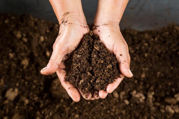 Types of Peat Moss for Plants - What types of plants need peat?
