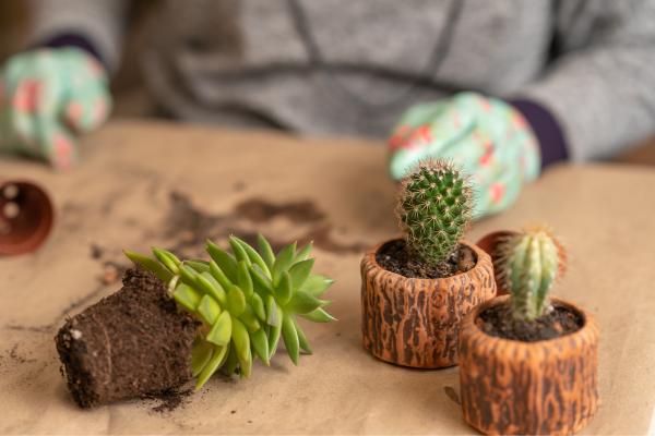What's the Best Soil for Cacti and Succulents? - When and how to transplant cacti and succulents