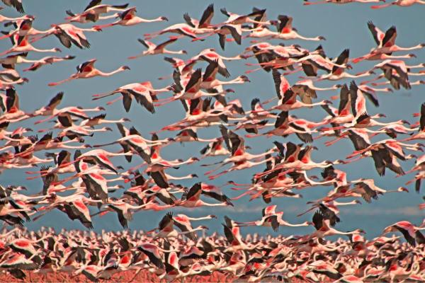 Do Flamingos Fly? - When do flamingos fly?