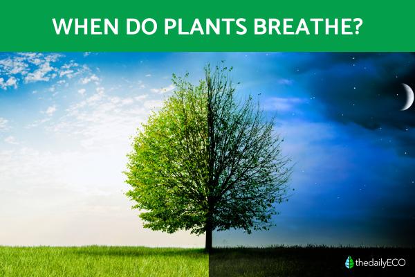 When Do Plants Breathe?