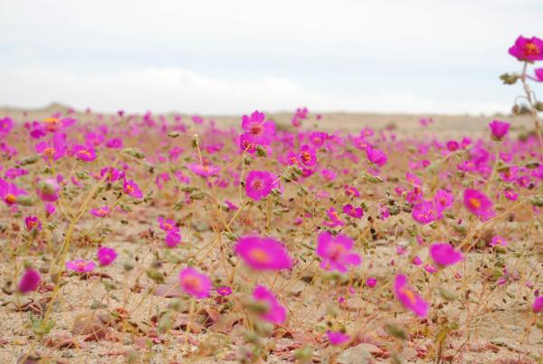 Why Does the Atacama Desert Not Get Rain? - When does the Atacama Desert bloom?