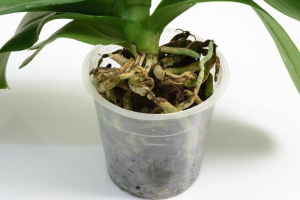 How and When to Repot an Orchid - When is the best time to repot an orchid?