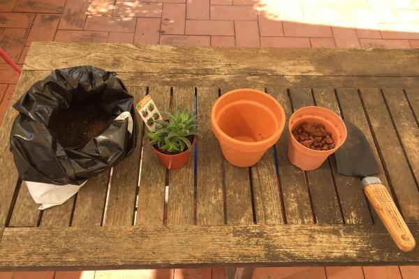 When to Repot Plants - When is the time to repot a plant?