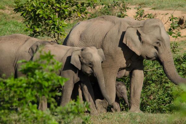 When Is World Animal Day Celebrated? - When is World Animal Day?