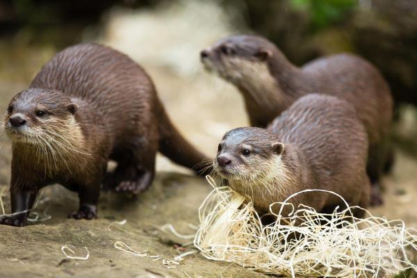 World Otter Day - When Is It and Why Celebrate? - When is World Otter Day?