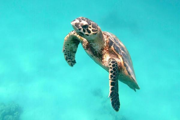 When is World Turtle Day & Why Do We Celebrate? - When is World Turtle Day?