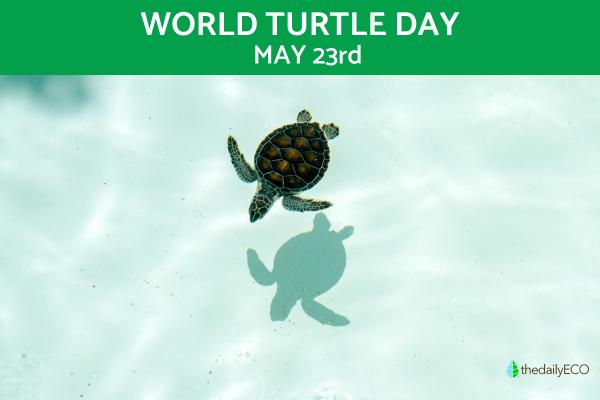 When is World Turtle Day & Why Do We Celebrate?