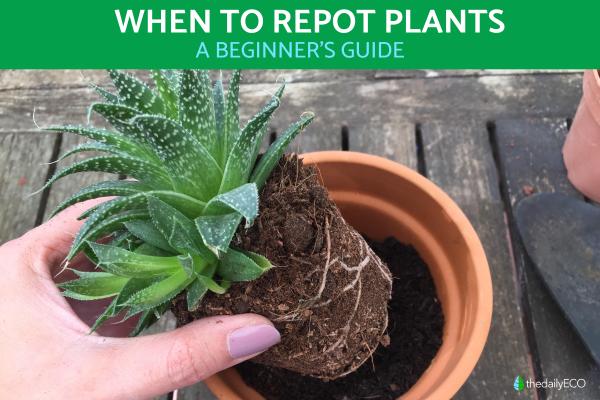 When to Repot Plants
