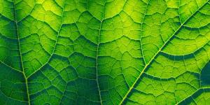 Where and How Plants Breathe