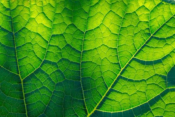 Where and How Plants Breathe