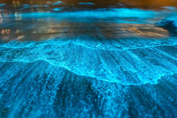 What Are Bioluminescent Beaches? - Where are bioluminescent beaches located?