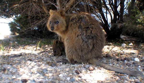 What Are Quokkas? - Meet the Happiest Animal in the World - Where are quokka from and how long do they live?