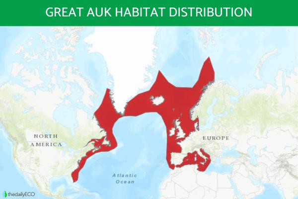 Why Did the Great Auk Go Extinct? - Where did the great auk live?