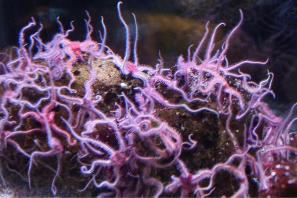 What Are Brittle Stars? - Where do brittle stars live?