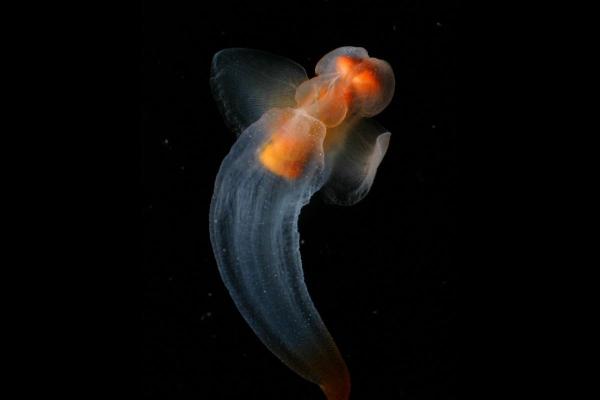 What Are Gastropods in Biology? - Where do gastropods live?