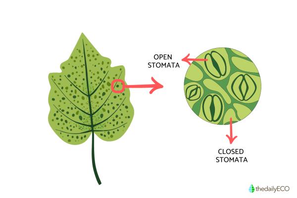 When Do Plants Breathe? - Where do plants breathe?