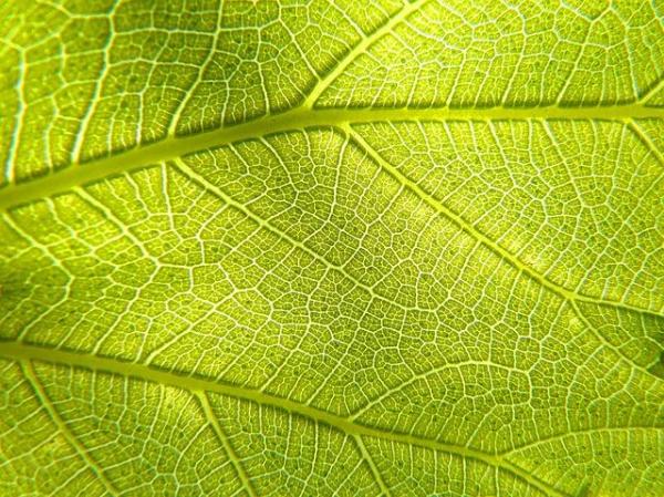 Where and How Plants Breathe - Where do plants breathe?