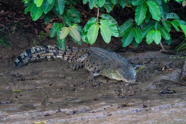 Why the Saltwater Crocodile is the Ultimate Apex Predator - Where do saltwater crocodiles live?