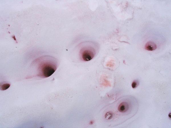 What Is Pink Snow or Watermelon Snow? - Where do you find pink snow?