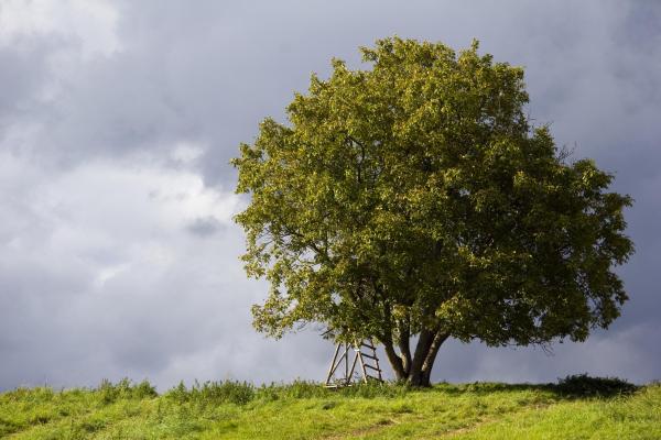 How to Plant a Walnut Tree From a Nut - Where is the best place to plant a walnut tree?