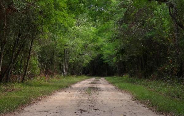 What Is the Gran Chaco? - Where is the Gran Chaco forest located?