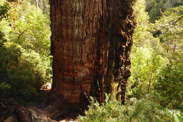 Where Is the Oldest Tree in the World?